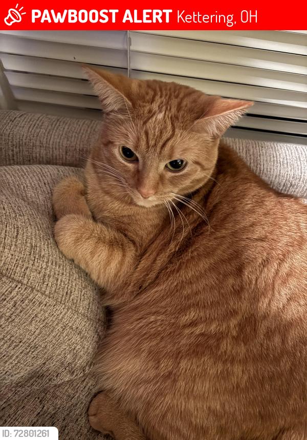 Lost Female Cat last seen Berwin park in Kettering, OH, Kettering, OH 45429