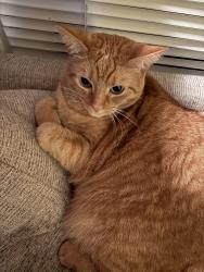 Lost Female Cat last seen Berwin park in Kettering, OH, Kettering, OH 45429