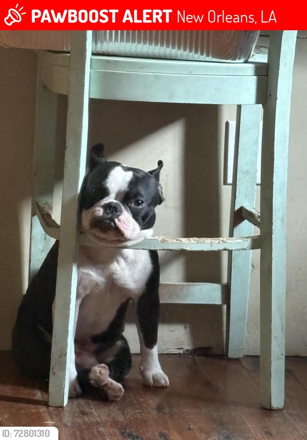 Lost Male Dog last seen Gulf shrimp market , New Orleans, LA 70117