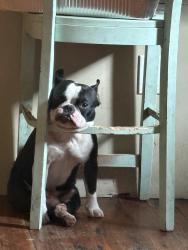 Lost Male Dog last seen Gulf shrimp market , New Orleans, LA 70117