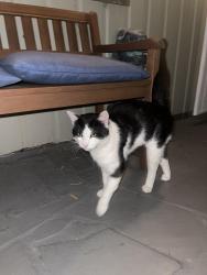 Found/Stray Male Cat last seen Near Farm Bureau and Concord Blvd intersection, Concord, CA 94519