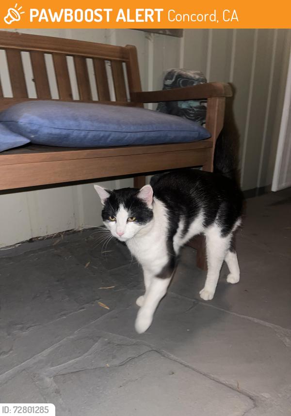 Found/Stray Male Cat last seen Near Farm Bureau and Concord Blvd intersection, Concord, CA 94519