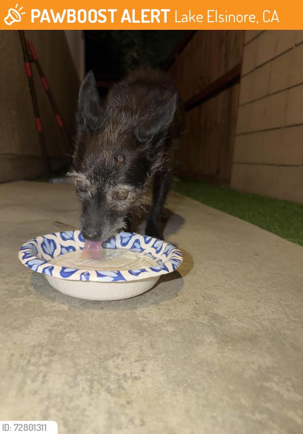 Found/Stray Unknown Dog last seen Leon st , Lake Elsinore, CA 92530