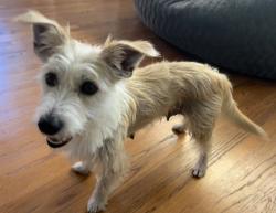 Found/Stray Female Dog last seen 8th and Molino Ave, Long Beach, CA 90804