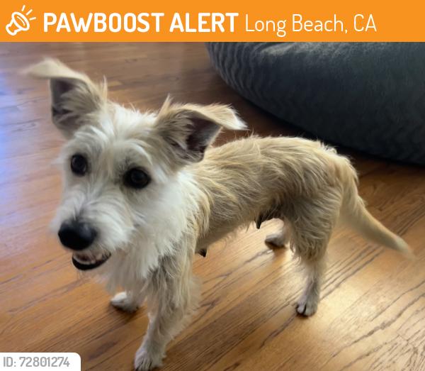 Found/Stray Female Dog last seen 8th and Molino Ave, Long Beach, CA 90804