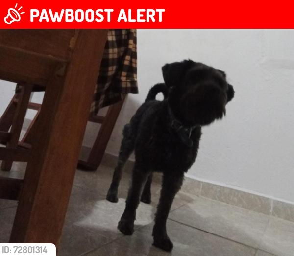 Lost Male Dog last seen Nicolás Romero , Progreso Industrial, Méx. 54460