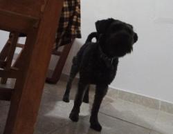 Lost Male Dog last seen Nicolás Romero , Progreso Industrial, Méx. 54460