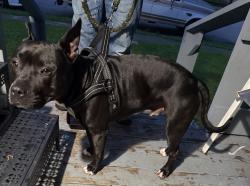 Found/Stray Male Dog last seen Lindsley Ave, Dallas, TX 75223