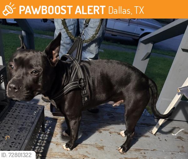 Found/Stray Male Dog last seen Lindsley Ave, Dallas, TX 75223
