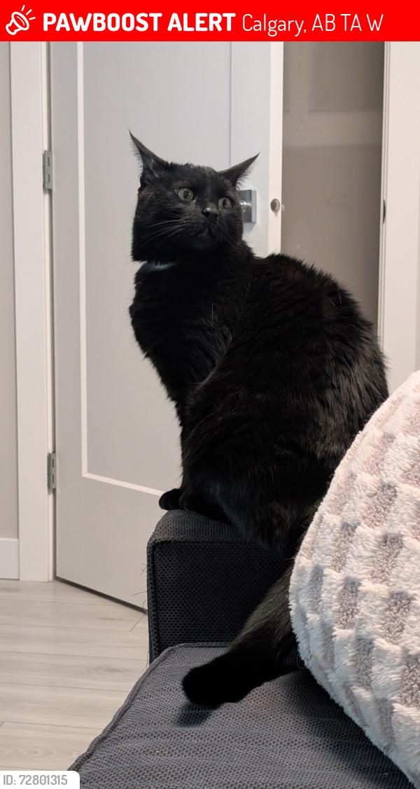 Lost Male Cat last seen 17ave and 68st se, Calgary, AB T2A 0W5