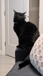 Lost Male Cat last seen 17ave and 68st se, Calgary, AB T2A 0W5