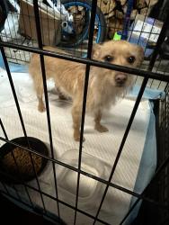 Found/Stray Male Dog last seen Redding and Bellaire Blvd, Houston, TX 77036