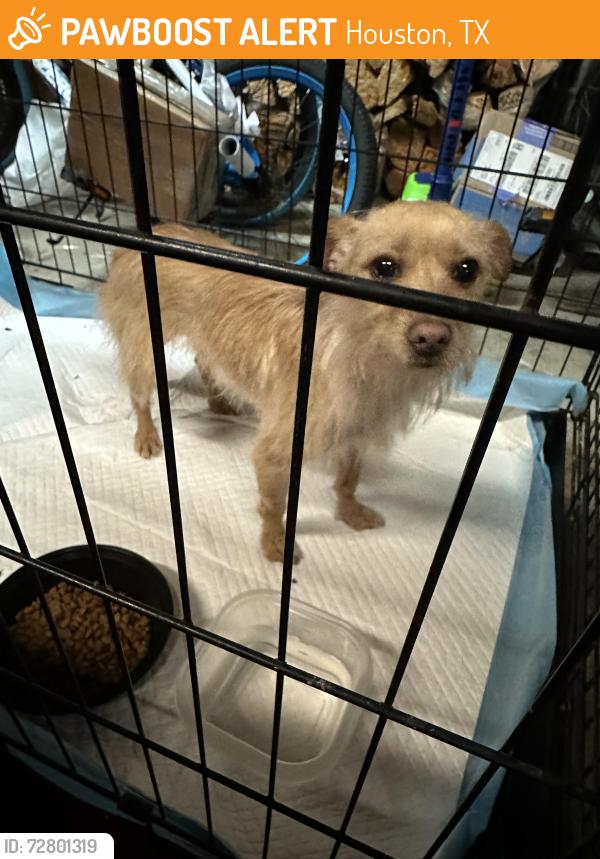 Found/Stray Male Dog last seen Redding and Bellaire Blvd, Houston, TX 77036
