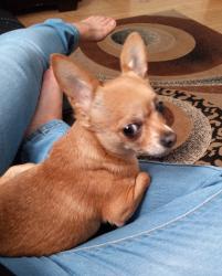 Lost Female Dog last seen 12th and national , Milwaukee, WI 53204