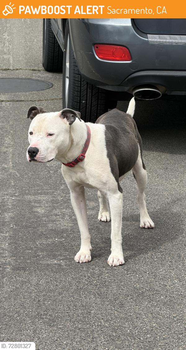 Found/Stray Male Dog last seen brokksfield dr, Sacramento, CA 95823