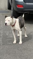 Found/Stray Male Dog last seen brokksfield dr, Sacramento, CA 95823