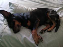 Lost Male Dog last seen Jefferson and California, Riverside, CA 92504