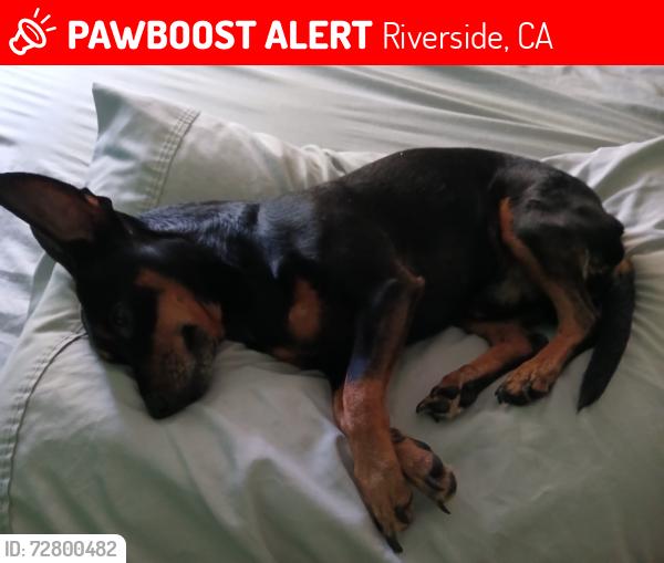 Lost Male Dog last seen Jefferson and California, Riverside, CA 92504