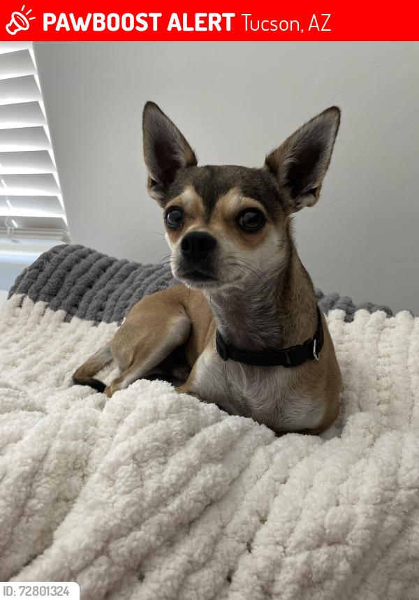 Lost Male Dog last seen Valencia Crossing , Tucson, AZ 85706