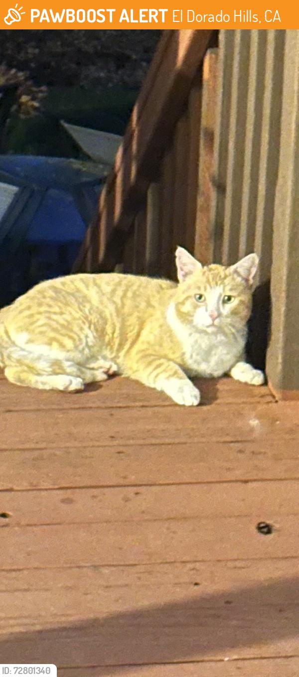 Found/Stray Unknown Cat last seen Governors drive , El Dorado Hills, CA 95762