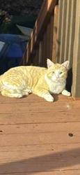 Found/Stray Unknown Cat last seen Governors drive , El Dorado Hills, CA 95762