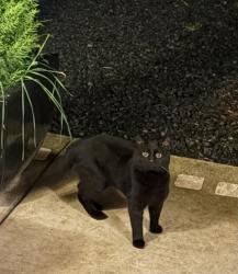 Found/Stray Unknown Cat last seen Grahams ferry rd & bell rd, Ladd Hill, OR 97070