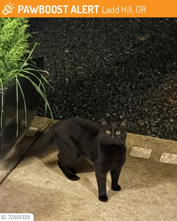 Found/Stray Unknown Cat last seen Grahams ferry rd & bell rd, Ladd Hill, OR 97070