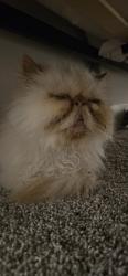 Found/Stray Female Cat last seen cedar lane rowlett 75089, Rowlett, TX 75089