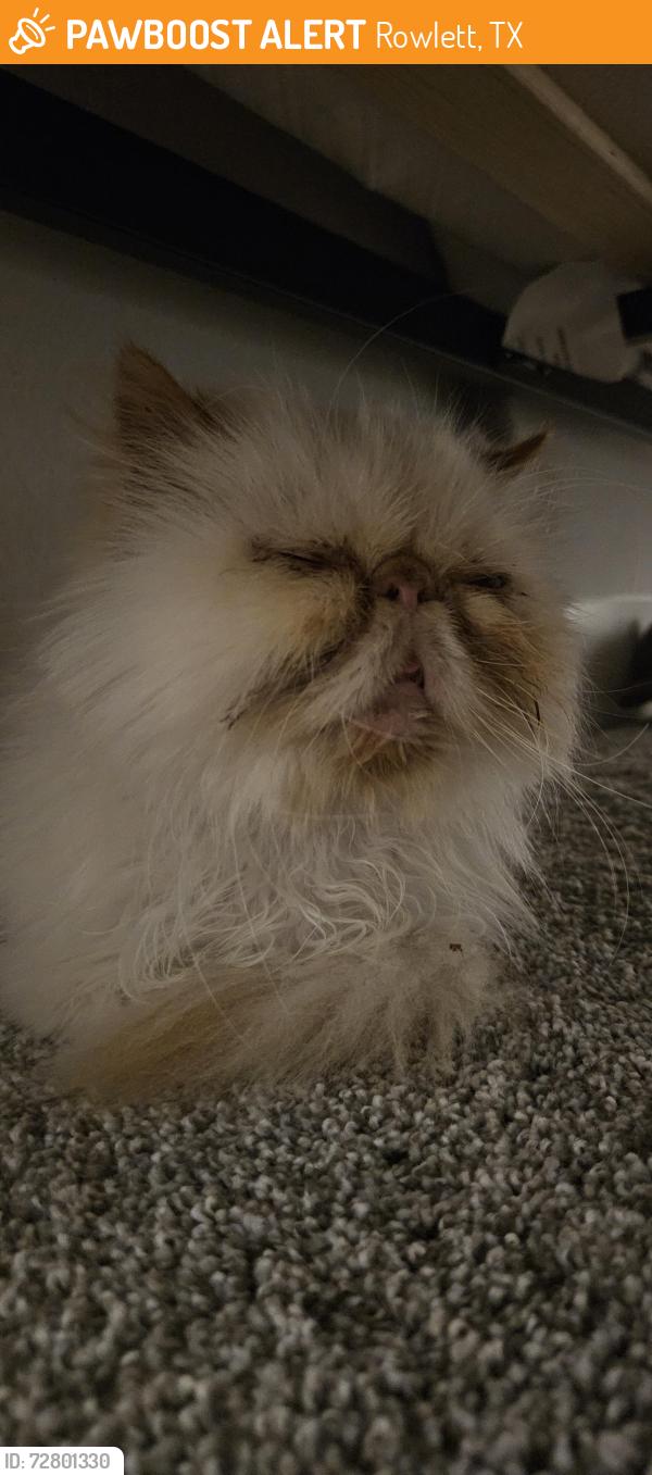 Found/Stray Female Cat last seen cedar lane rowlett 75089, Rowlett, TX 75089