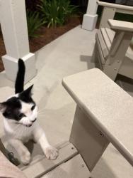 Found/Stray Unknown Cat last seen Hwy 79 at Salt Grass, Panama City Beach, FL 32413