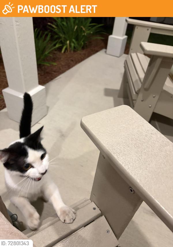 Found/Stray Unknown Cat last seen Hwy 79 at Salt Grass, Panama City Beach, FL 32413
