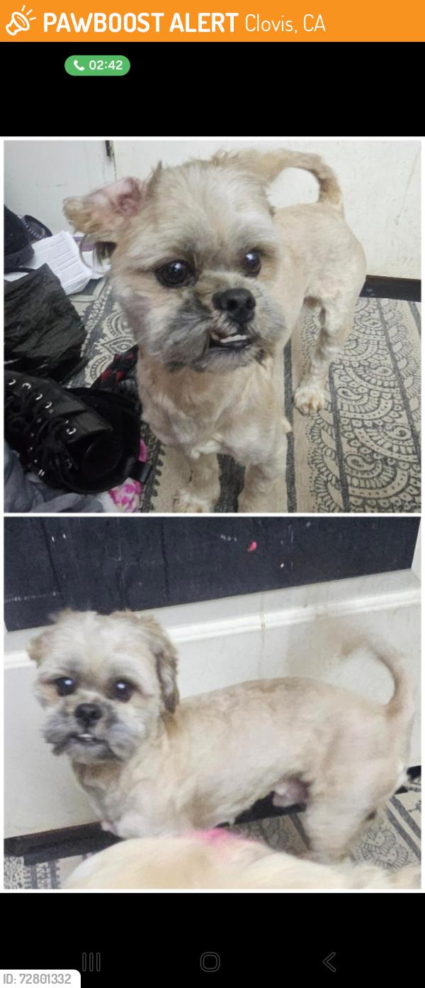 Found/Stray Male Dog last seen Jefferson and music, Clovis, CA 93612