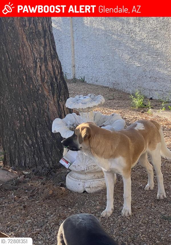 Lost Male Dog last seen 75th ave and w bethany road, Glendale, AZ 85303
