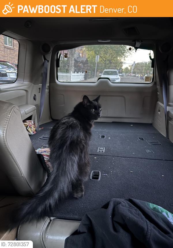 Found/Stray Unknown Cat last seen Cedar and Pennsylvania , Denver, CO 80209