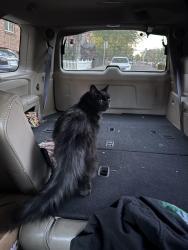 Found/Stray Unknown Cat last seen Cedar and Pennsylvania , Denver, CO 80209