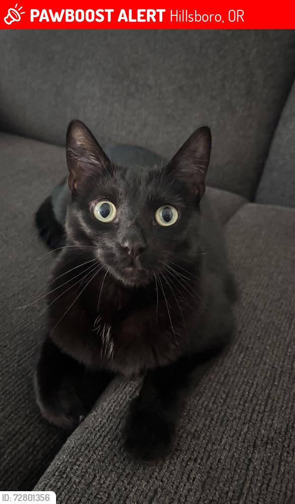Lost Male Cat last seen Brookwood , Hillsboro, OR 97123
