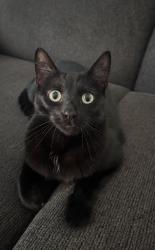 Lost Male Cat last seen Brookwood , Hillsboro, OR 97123