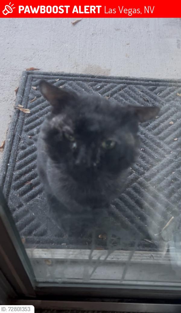 Lost Male Cat last seen Bonanza and Winchester st, Las Vegas, NV 89110