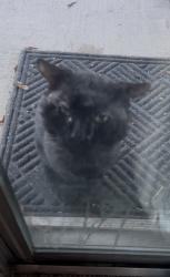 Lost Male Cat last seen Bonanza and Winchester st, Las Vegas, NV 89110