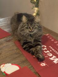 Lost Female Cat last seen Mount Sinai rd, Moores Hill, IN 47032