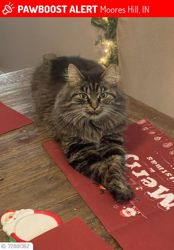Lost Female Cat last seen Mount Sinai rd, Moores Hill, IN 47032