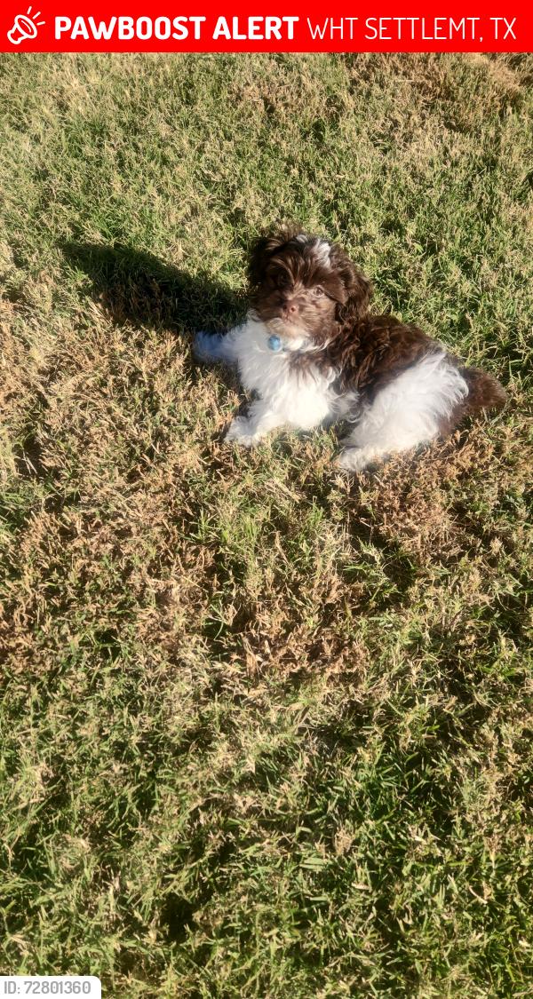Lost Male Dog last seen Westland ave, WHT SETTLEMT, TX 76108