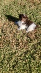 Lost Male Dog last seen Westland ave, WHT SETTLEMT, TX 76108
