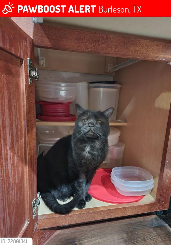 Lost Female Cat last seen Lett Lane & Cross Timber, Burleson, TX 76028