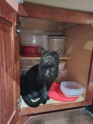 Lost Female Cat last seen Lett Lane & Cross Timber, Burleson, TX 76028