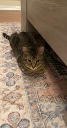 Lost Male Cat last seen Ovilla Road, Deborde circle, , Red Oak, TX 75154