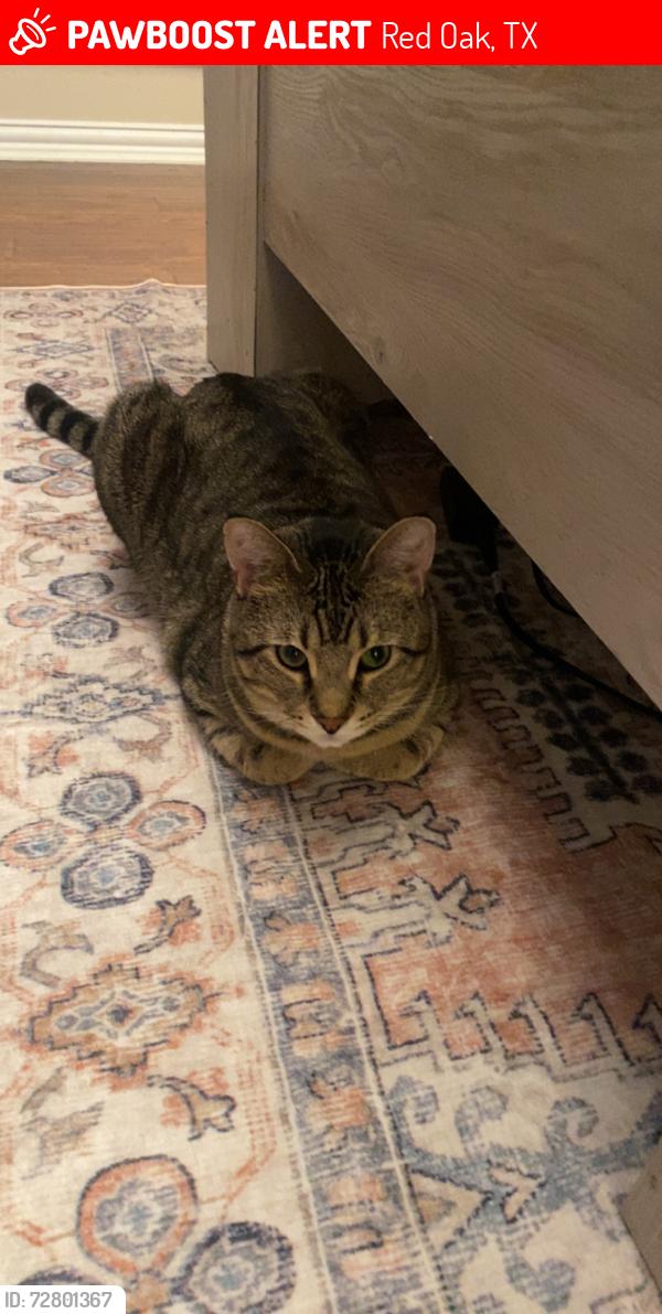 Lost Male Cat last seen Ovilla Road, Deborde circle, , Red Oak, TX 75154