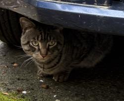 Found/Stray Unknown Cat last seen Close to Nautilus K-8 School in Marine Hills, Federal Way, WA 98003