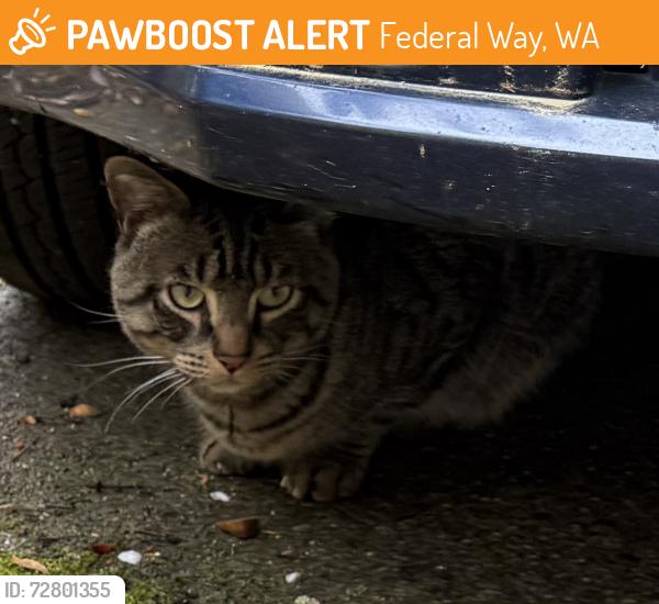 Found/Stray Unknown Cat last seen Close to Nautilus K-8 School in Marine Hills, Federal Way, WA 98003