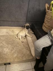 Lost Male Dog last seen Victor Valley High School, Victorville, CA 92395
